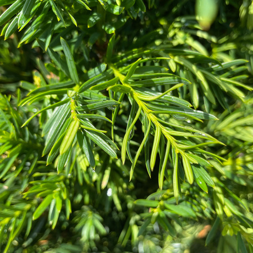 Taxus x media Vermeulen 286614